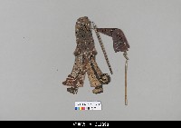 藏品(中國湖北皮影戲偶身)的圖片